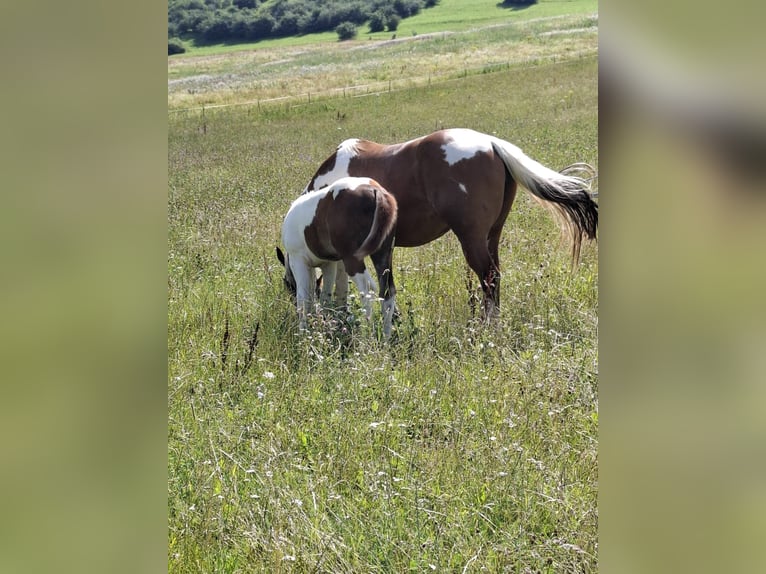 Paint-häst Hingst Föl (04/2024) 152 cm Tobiano-skäck-alla-färger in Auengrund