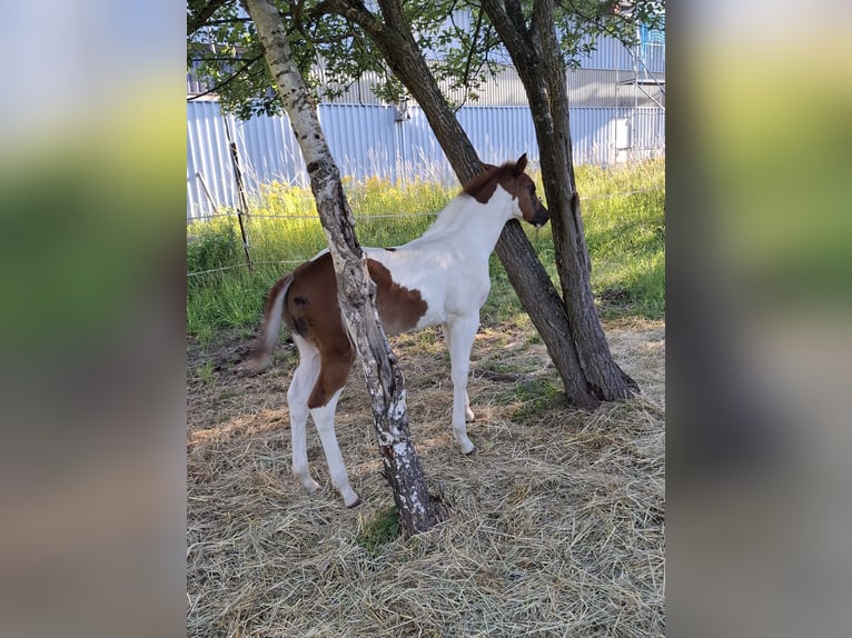 Paint-häst Hingst Föl (04/2024) 152 cm Tobiano-skäck-alla-färger in Auengrund