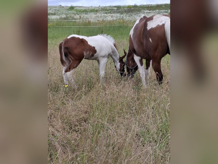 Paint-häst Hingst Föl (04/2024) 152 cm Tobiano-skäck-alla-färger in Auengrund