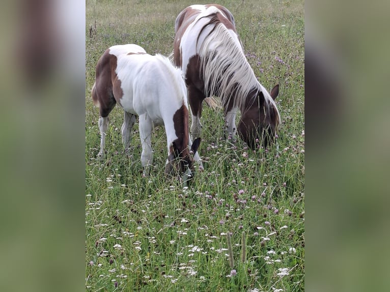 Paint-häst Hingst Föl (04/2024) 152 cm Tobiano-skäck-alla-färger in Auengrund