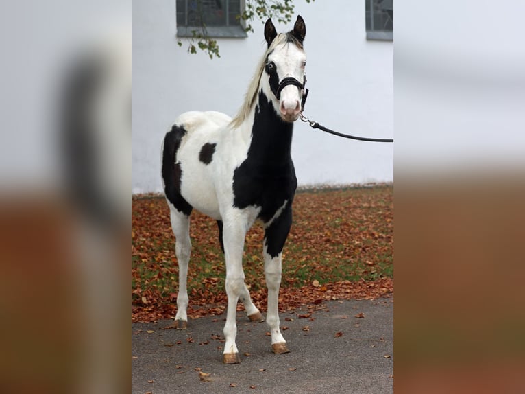 Paint-häst Hingst Föl (04/2024) 152 cm Tovero-skäck-alla-färger in Hellenthal