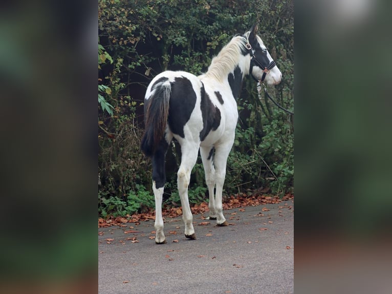 Paint-häst Hingst Föl (04/2024) 152 cm Tovero-skäck-alla-färger in Hellenthal