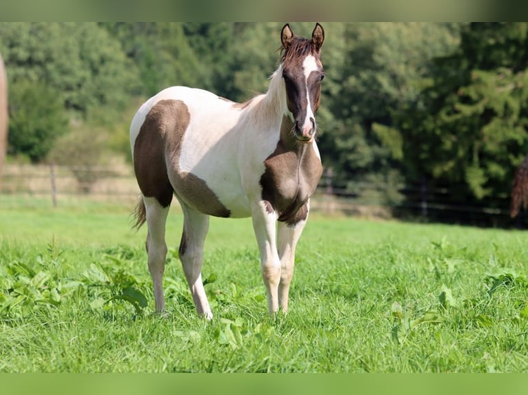 Paint-häst Hingst Föl (02/2024) 153 cm Black in Hellenthal