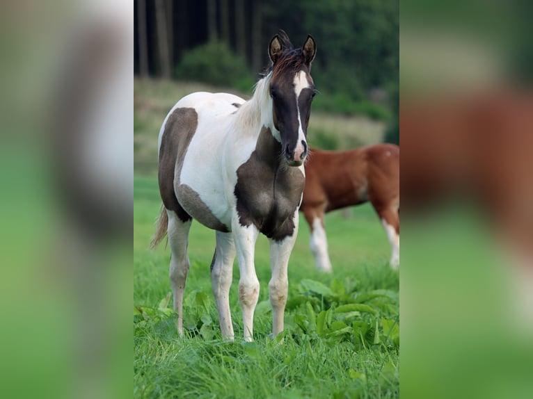 Paint-häst Hingst Föl (02/2024) 153 cm Black in Hellenthal