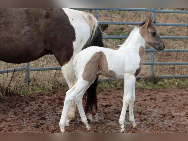 Paint-häst Hingst Föl (02/2024) 153 cm Black in Hellenthal