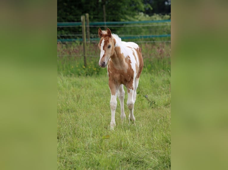 Paint-häst Hingst Föl (04/2024) 153 cm Champagne in Hellenthal