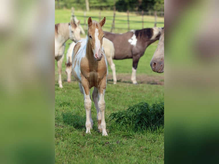 Paint-häst Hingst Föl (04/2024) 153 cm Champagne in Hellenthal