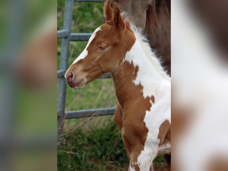 Paint-häst Hingst Föl (04/2024) 153 cm Champagne in Hellenthal