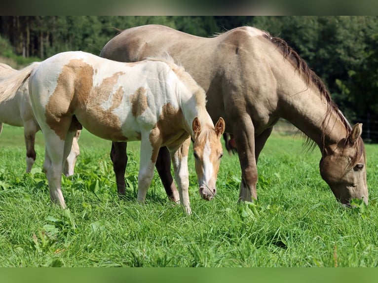 Paint-häst Hingst Föl (04/2024) 153 cm Champagne in Hellenthal