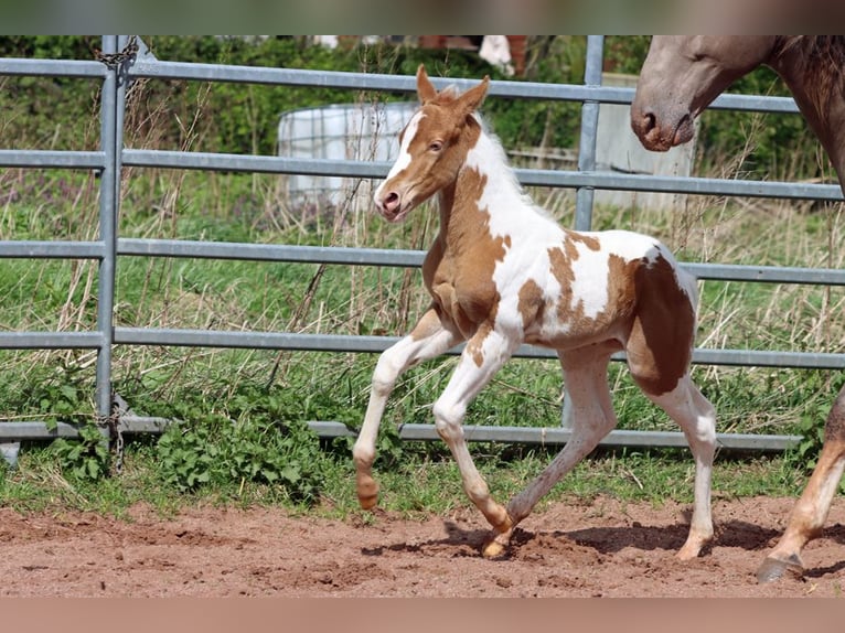 Paint-häst Hingst Föl (04/2024) 153 cm Champagne in Hellenthal