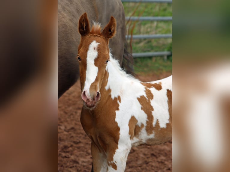 Paint-häst Hingst Föl (04/2024) 153 cm Champagne in Hellenthal