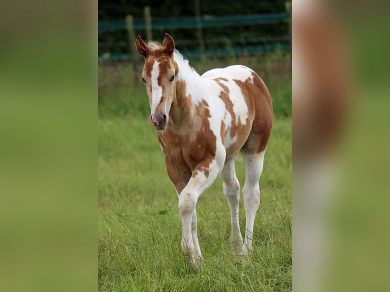 Paint-häst Hingst Föl (04/2024) 153 cm Champagne in Hellenthal