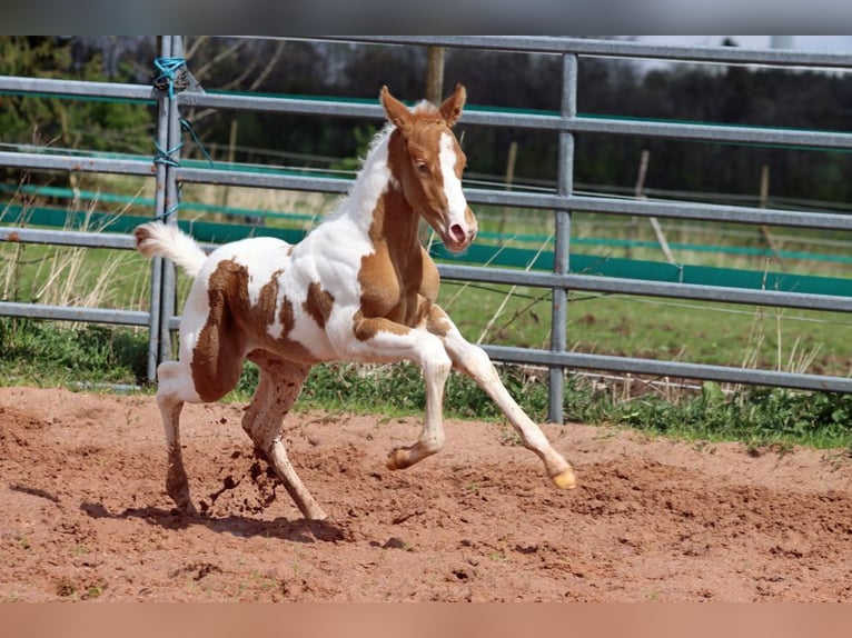 Paint-häst Hingst Föl (04/2024) 153 cm Champagne in Hellenthal