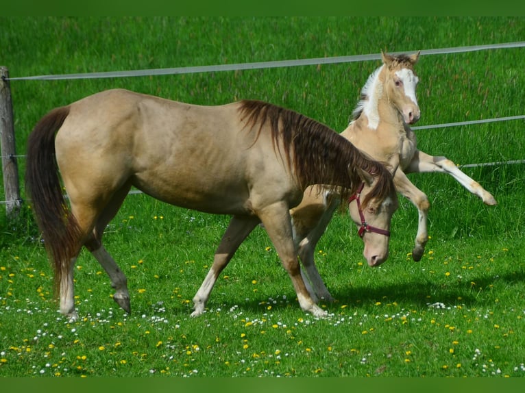 Paint-häst Hingst Föl (02/2024) 154 cm Champagne in Buchbach