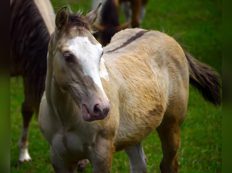 Paint-häst Hingst Föl (02/2024) 154 cm Champagne in Buchbach