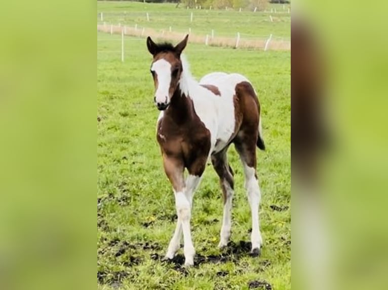 Paint-häst Hingst Föl (02/2024) 154 cm Mörkbrun in Langballigau