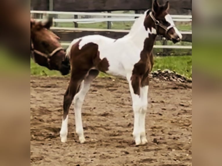 Paint-häst Hingst Föl (02/2024) 154 cm Mörkbrun in Langballigau