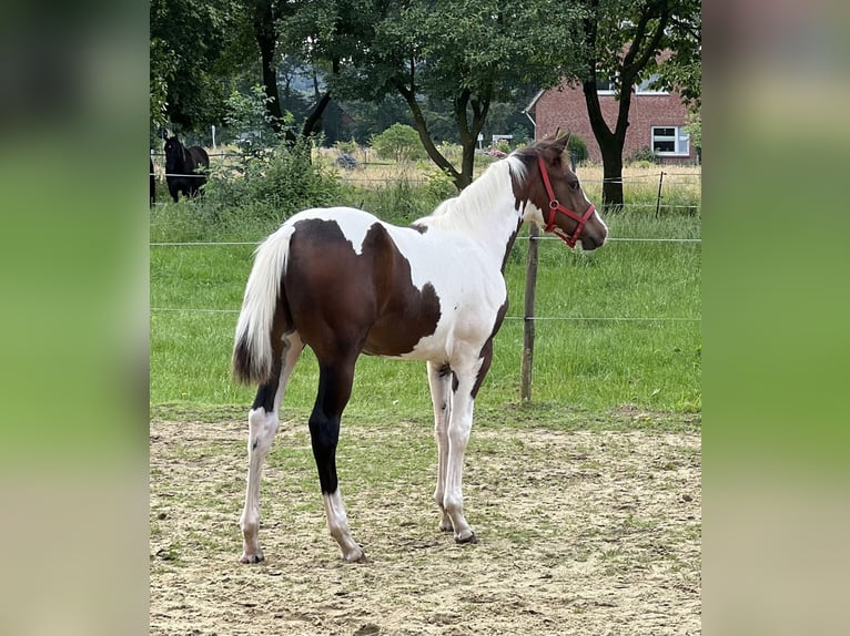 Paint-häst Hingst Föl (02/2024) 154 cm Mörkbrun in Langballigau