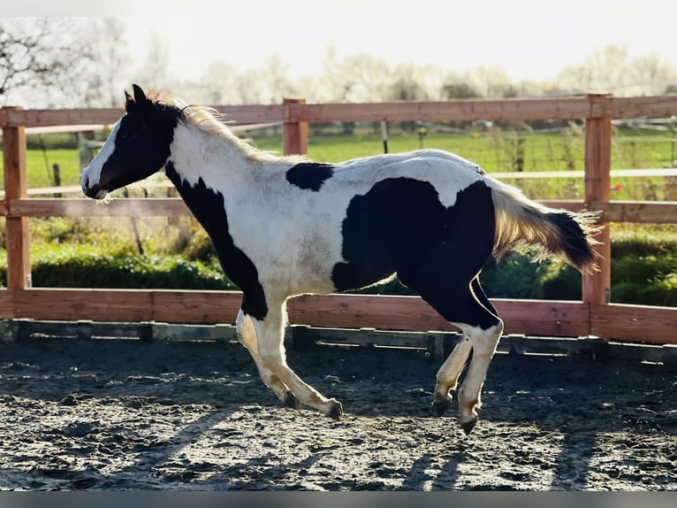 Paint-häst Hingst Föl (02/2024) 154 cm Mörkbrun in Langballigau