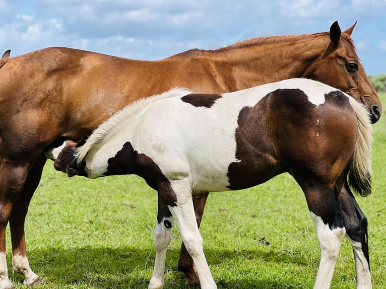 Paint-häst Hingst Föl (02/2024) 154 cm Mörkbrun in Langballigau