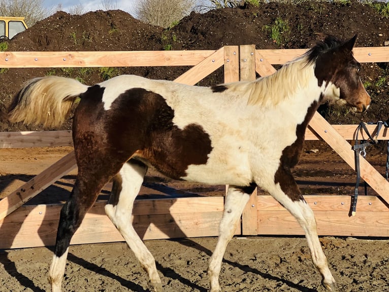 Paint-häst Hingst Föl (02/2024) 154 cm Mörkbrun in Langballigau