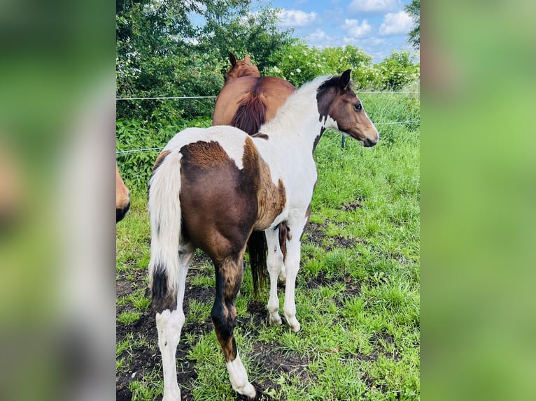 Paint-häst Hingst Föl (02/2024) 154 cm Mörkbrun in Langballigau