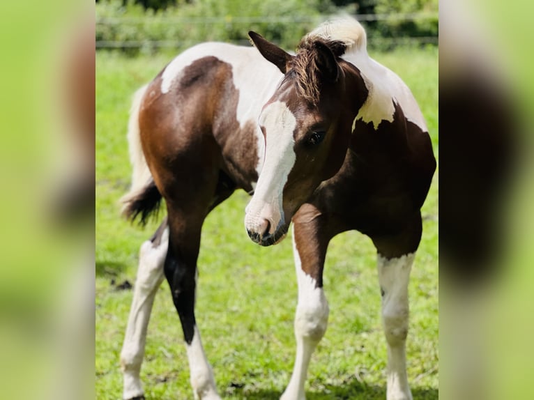 Paint-häst Hingst Föl (02/2024) 154 cm Mörkbrun in Langballigau