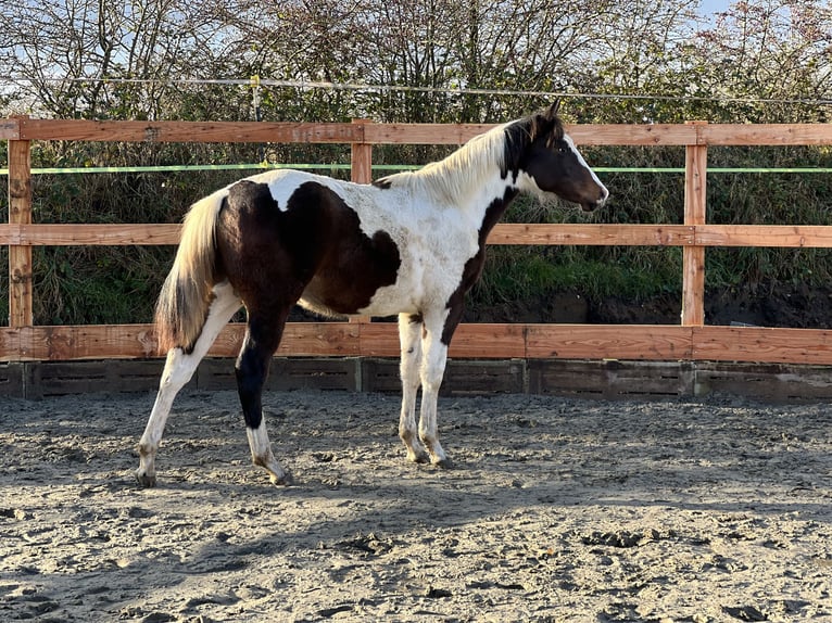 Paint-häst Hingst Föl (02/2024) 154 cm Mörkbrun in Langballigau