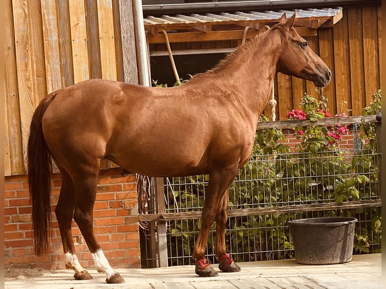 Paint-häst Hingst Föl (02/2024) 154 cm Mörkbrun in Langballigau