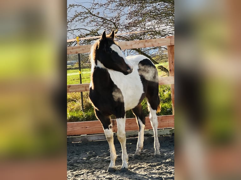 Paint-häst Hingst Föl (02/2024) 154 cm Mörkbrun in Langballigau