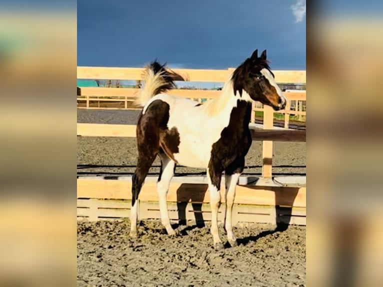 Paint-häst Hingst Föl (02/2024) 154 cm Mörkbrun in Langballigau