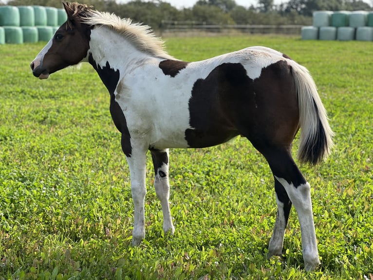 Paint-häst Hingst Föl (02/2024) 154 cm Mörkbrun in Langballigau