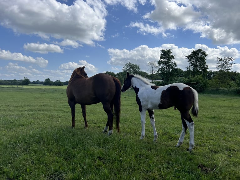 Paint-häst Hingst Föl (02/2024) 154 cm Mörkbrun in Langballigau