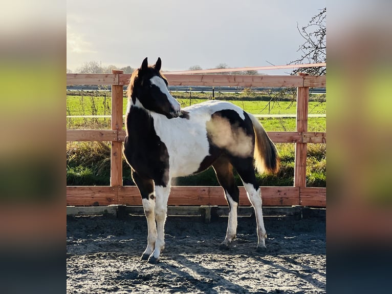 Paint-häst Hingst Föl (02/2024) 154 cm Mörkbrun in Langballigau