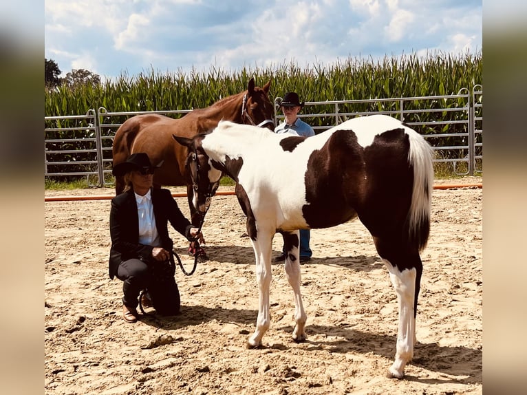 Paint-häst Hingst Föl (02/2024) 154 cm Mörkbrun in Langballigau