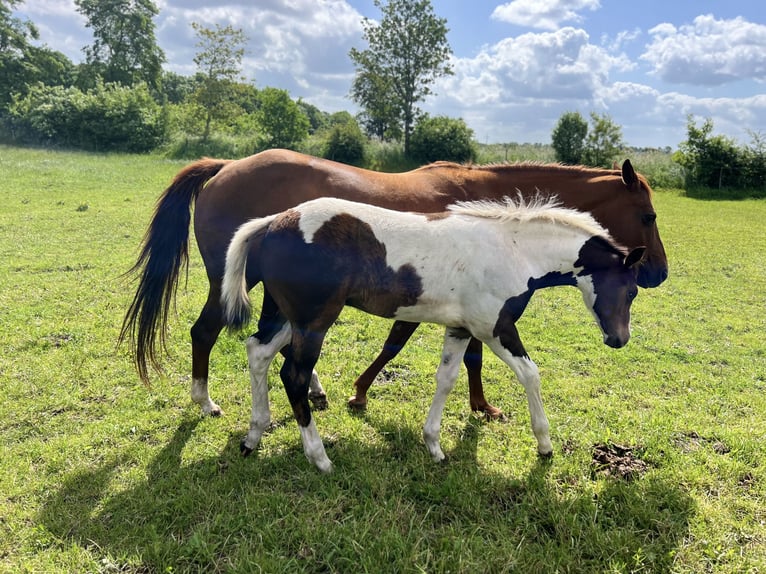 Paint-häst Hingst Föl (02/2024) 154 cm Mörkbrun in Langballigau