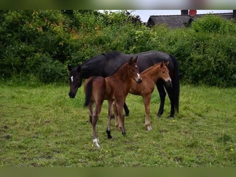 Paint-häst Hingst Föl (05/2024) 155 cm Brun in Bad Gandersheim