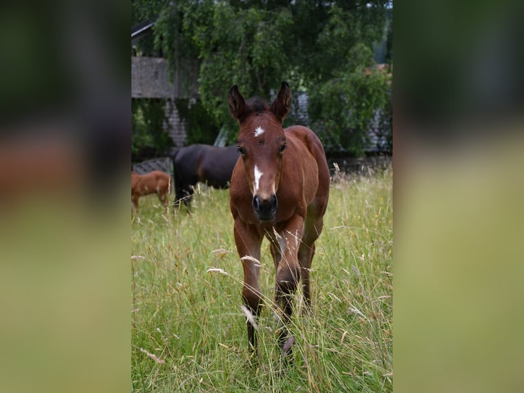 Paint-häst Hingst Föl (05/2024) 155 cm Brun in Bad Gandersheim