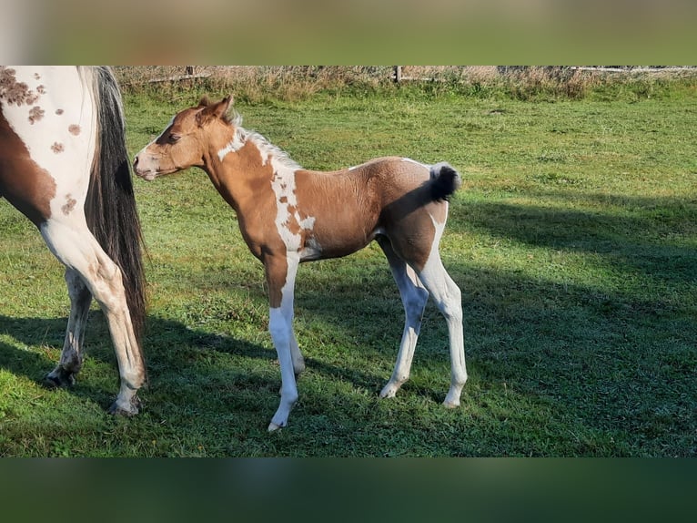 Paint-häst Hingst Föl (08/2024) 155 cm Champagne in Hamm