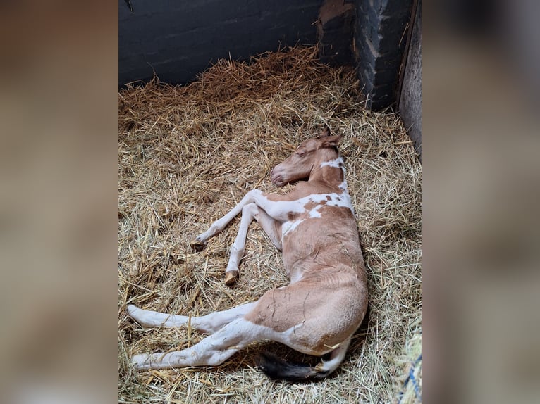 Paint-häst Hingst Föl (08/2024) 155 cm Champagne in Hamm