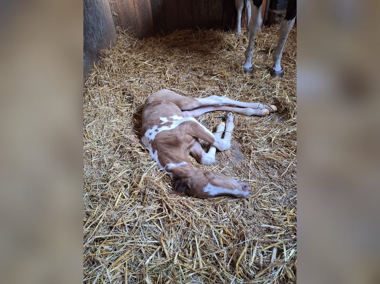 Paint-häst Hingst Föl (08/2024) 155 cm Champagne in Hamm