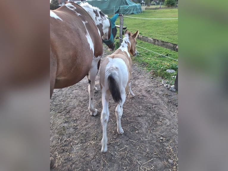 Paint-häst Hingst Föl (08/2024) 155 cm Champagne in Hamm