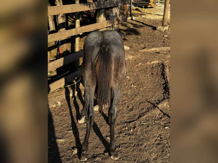 Paint-häst Hingst Föl (05/2024) 155 cm Konstantskimmel in Nova Vas, Bloke