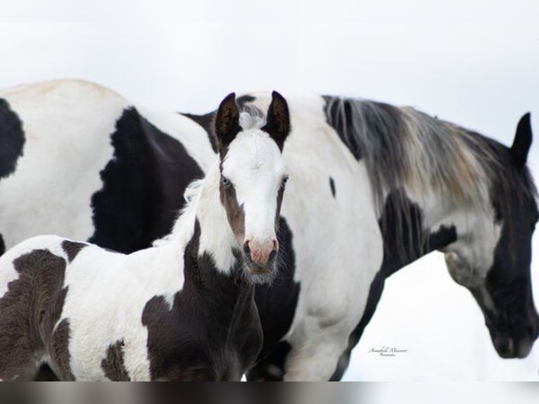 Paint-häst Blandning Hingst Föl (04/2024) 155 cm Pinto in Klingenberg am Main