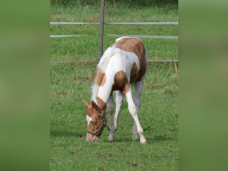 Paint-häst Hingst Föl (05/2024) 155 cm Tobiano-skäck-alla-färger in Buchbach