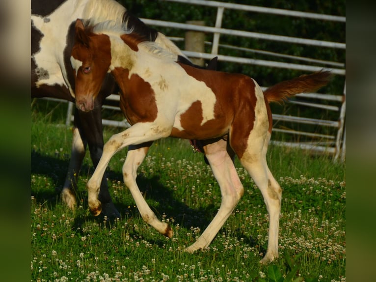 Paint-häst Hingst Föl (05/2024) 155 cm Tobiano-skäck-alla-färger in Buchbach