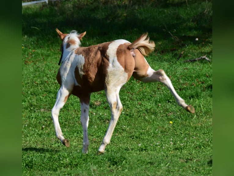 Paint-häst Hingst Föl (05/2024) 155 cm Tobiano-skäck-alla-färger in Buchbach