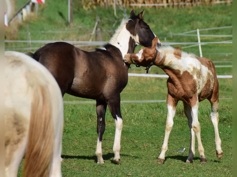 Paint-häst Hingst Föl (05/2024) 155 cm Tobiano-skäck-alla-färger in Buchbach