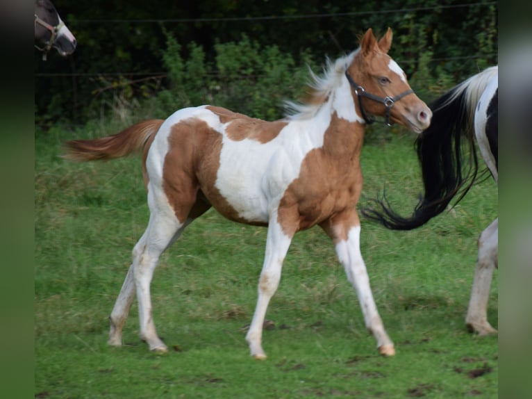 Paint-häst Hingst Föl (05/2024) 155 cm Tobiano-skäck-alla-färger in Buchbach