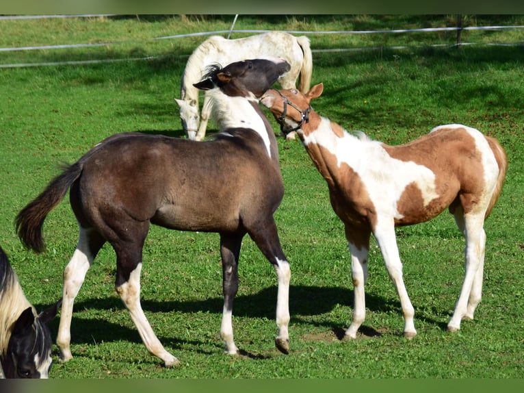 Paint-häst Hingst Föl (05/2024) 155 cm Tobiano-skäck-alla-färger in Buchbach